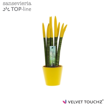 Sansevieria VELVET TOUCHZ&#174; geel In keramiek R&#39;dam