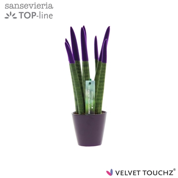 Sansevieria VELVET TOUCHZ&#174; Paars In keramiek R&#39;dam