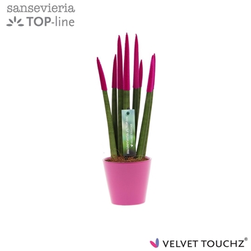 Sansevieria VELVET TOUCHZ&#174; Fuchsia In keramiek R&#39;dam
