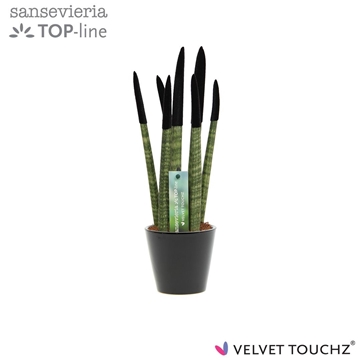 Sansevieria VELVET TOUCHZ&#174; Zwart In keramiek R&#39;dam