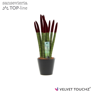 Sansevieria VELVET TOUCHZ&#174; Bordeaux In keramiek R&#39;dam