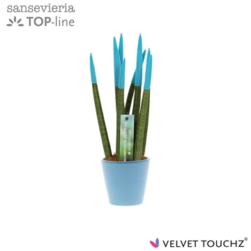 Sansevieria VELVET TOUCHZ&#174; Aqua In keramiek R&#39;dam