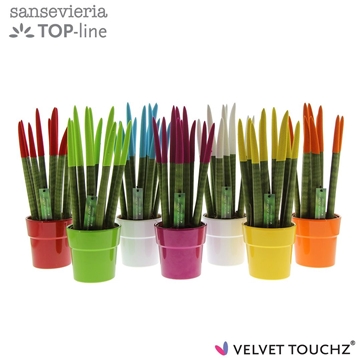 Sansevieria VELVET TOUCHZ&#174; Mix in keramiek Edel