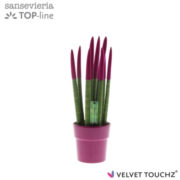 Sansevieria VELVET TOUCHZ&#174; Fuchsia in keramiek Edel