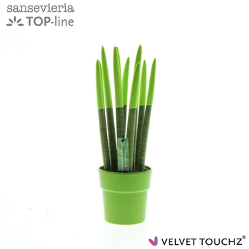 Sansevieria VELVET TOUCHZ&#174; Groen in keramiek Edel