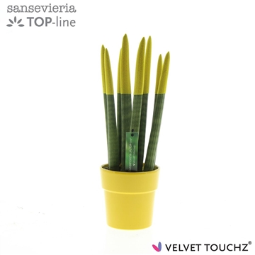 Sansevieria VELVET TOUCHZ&#174; Geel in keramiek Edel