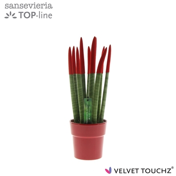Sansevieria VELVET TOUCHZ&#174; Rood in keramiek Edel