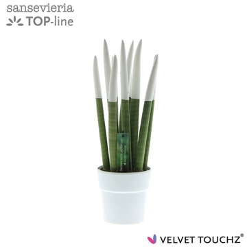 Sansevieria VELVET TOUCHZ&#174; Wit in keramiek Edel