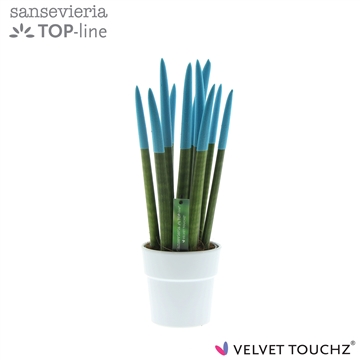 Sansevieria VELVET TOUCHZ&#174; Aqua in keramiek Edel wit