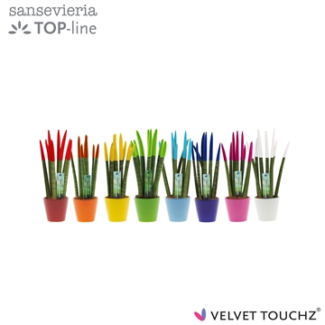 Sansevieria VELVET TOUCHZ&#174; Mix In keramiek R&#39;dam
