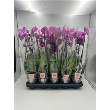 Phalaenopsis Cascade 1 tak Paars