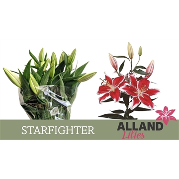 LI OR STARFIGHTER