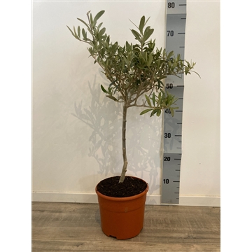 Olea Europaea