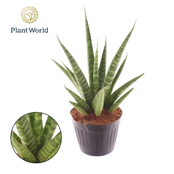 Sansevieria &#39;trifciata&#39; Pineapple P10,5