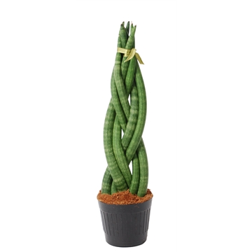 Sansevieria cylindrica &#39;Twist&#39;