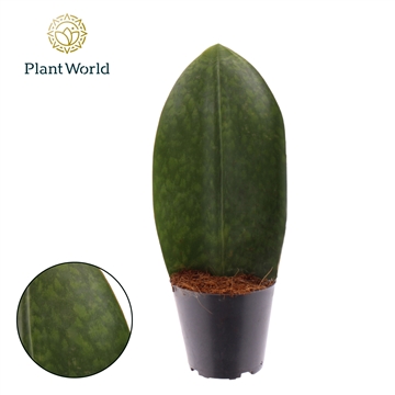 Sansevieria ‘Masoniana’ Whale Fin