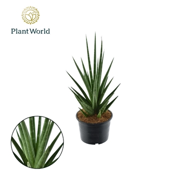 Sansevieria &#39;Dancing Queen&#39;