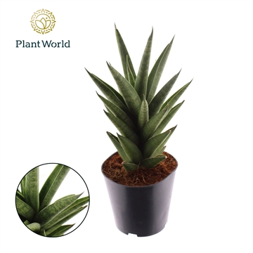 Sansevieria &#39;Starshooter&#39;