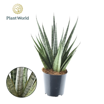 Sansevieria Sem P12