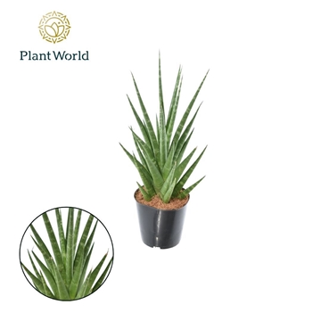 Sansevieria Dancing Queen P12