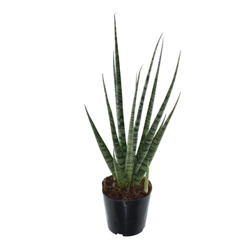 Sansevieria &#39;Digitorum&#39; P12