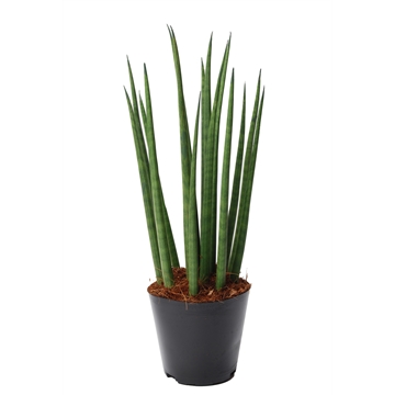Sansevieria cylindrica &#39;Bacularis&#39; / Mikado