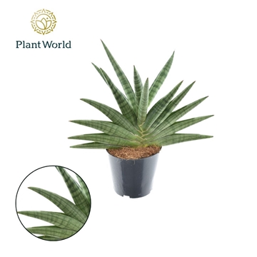 Sansevieria Helios gedraaid