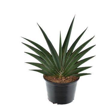 Sansevieria Helios