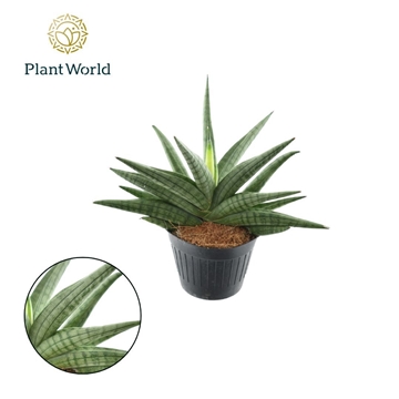 Sansevieria Helios gedraaid P10,5
