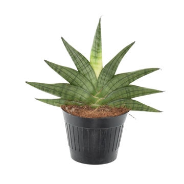 Sansevieria Helios P10,5