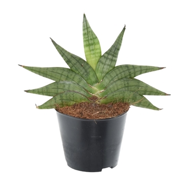 Sansevieria Helios P8,5