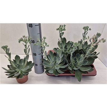 Echeveria Blue Prince