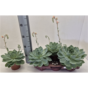 Echeveria Peacocky
