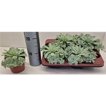 Echeveria Zonnestraal