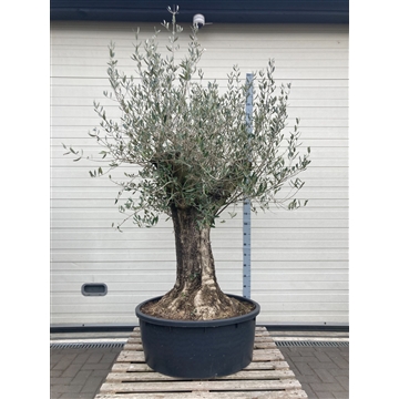 Olea Europaea