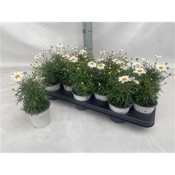 margrietp11
