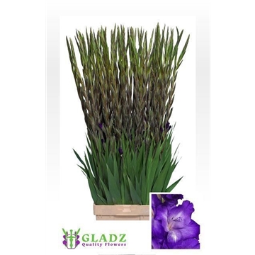 GLAD GR PURPLE MATE