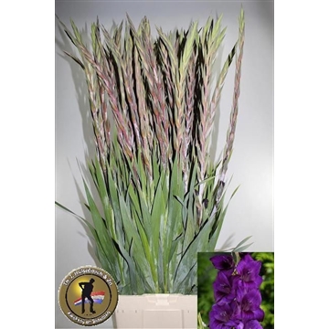GLAD GR PURPLE FLORA