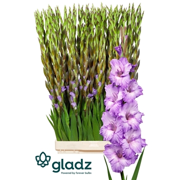 Milka Gladz 2-3