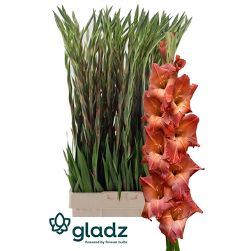 Mohican Glad 1-2