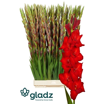 Red balance Gladz 1-2