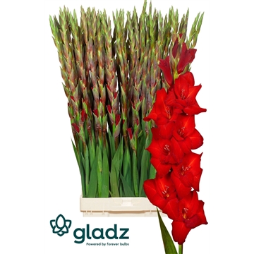 Red balance Gladz 2-3