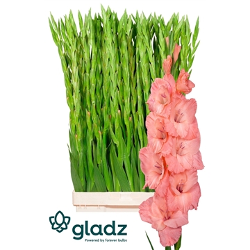 Sugar babe Gladz 1-2