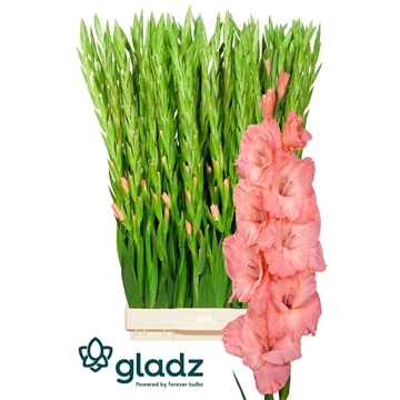 Sugar babe Gladz 2-3