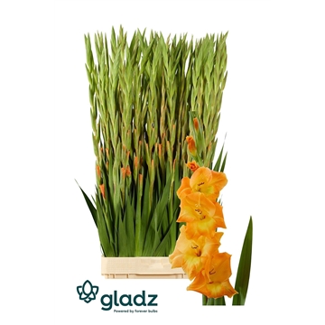 Peche melba Gladz 2-3