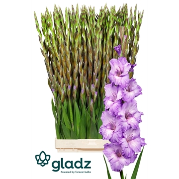 Milka Gladz 1-2