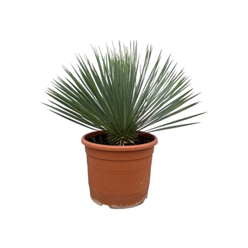 Yucca Rostrata P30 70cm