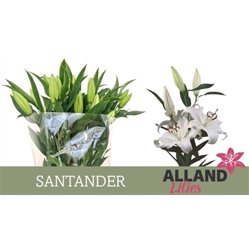 LI OT SANTANDER