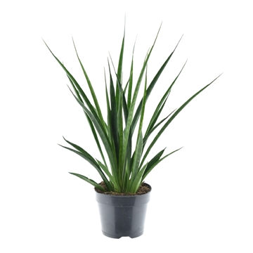 Sansevieria kirkii &#39;Friends&#39; P14