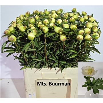 Duchesse de Nemours